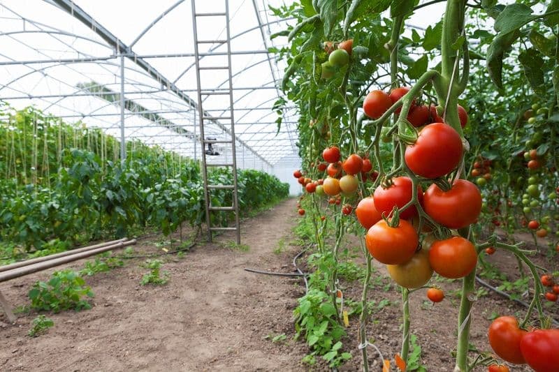 tomaten in kas