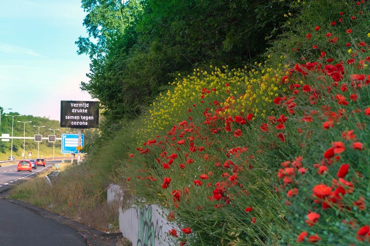 berm met bloemen