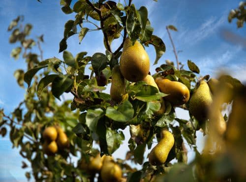 Peren in een boom
