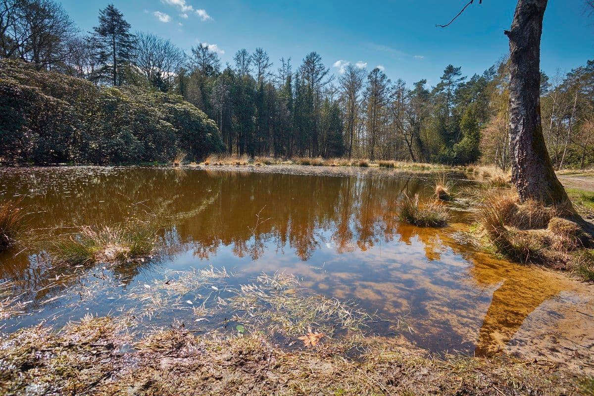natuurwater op de Veluwe