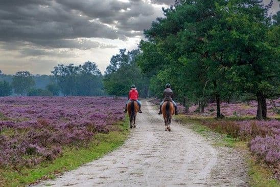 2 dames op paard in natuur